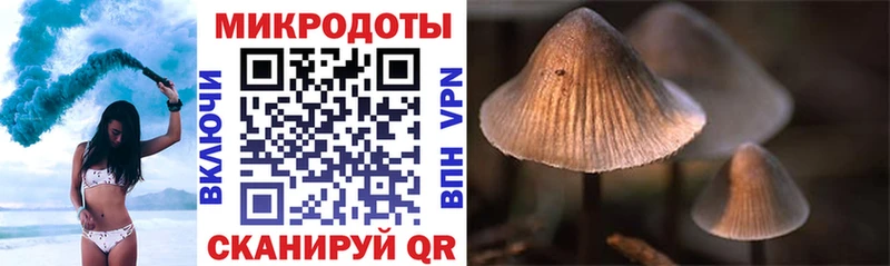 Галлюциногенные грибы Psilocybine cubensis  Калининск 